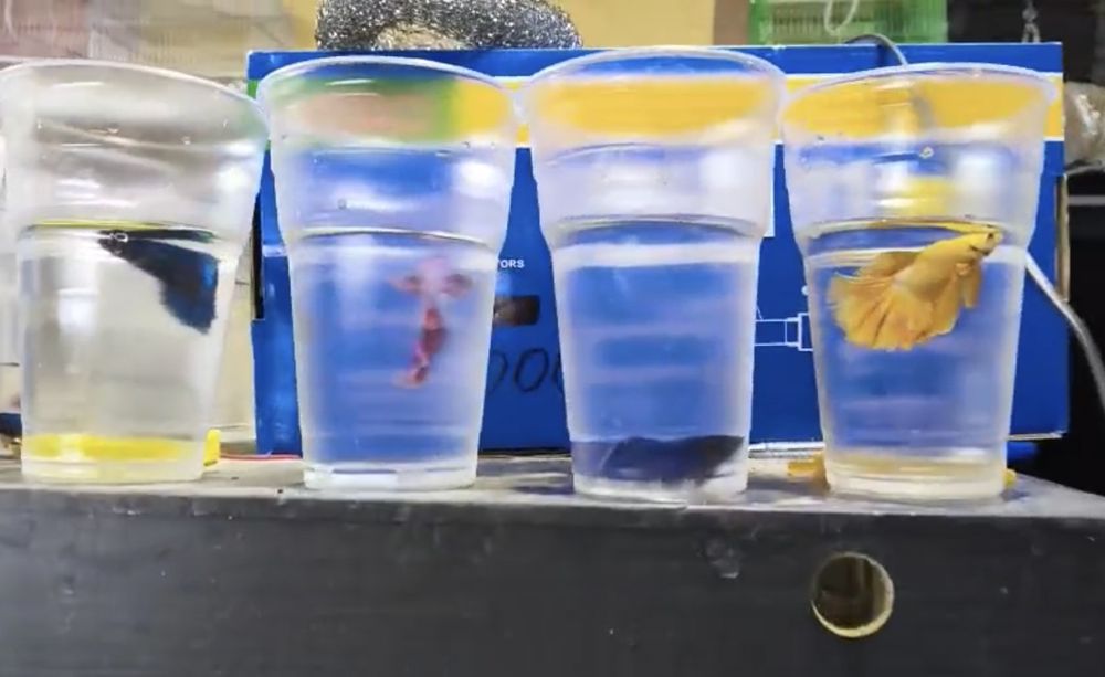 Рыбки петушки красивые