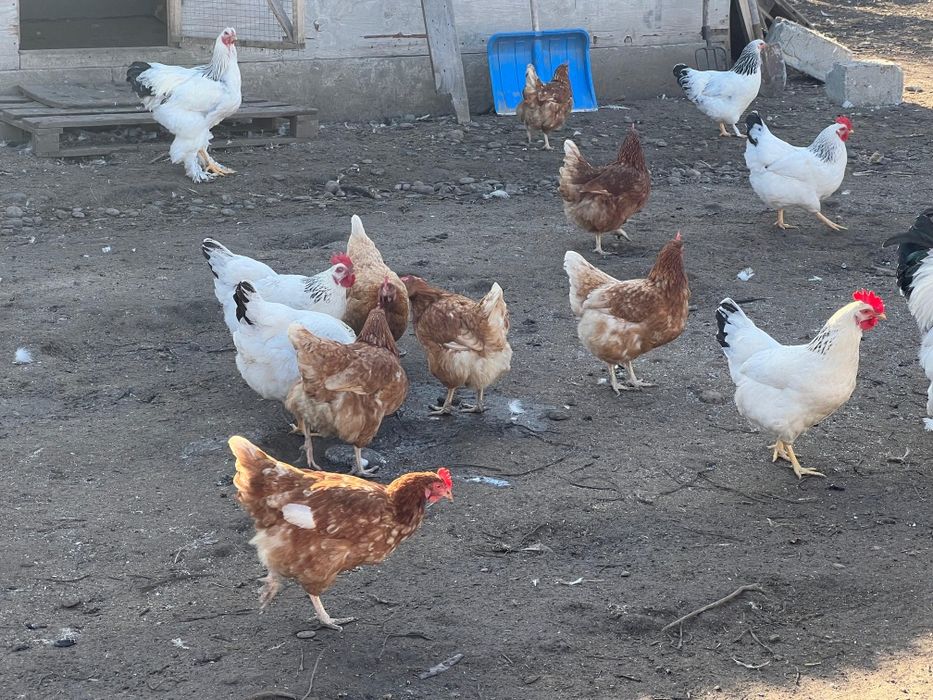 Продам инкубационный яйцо