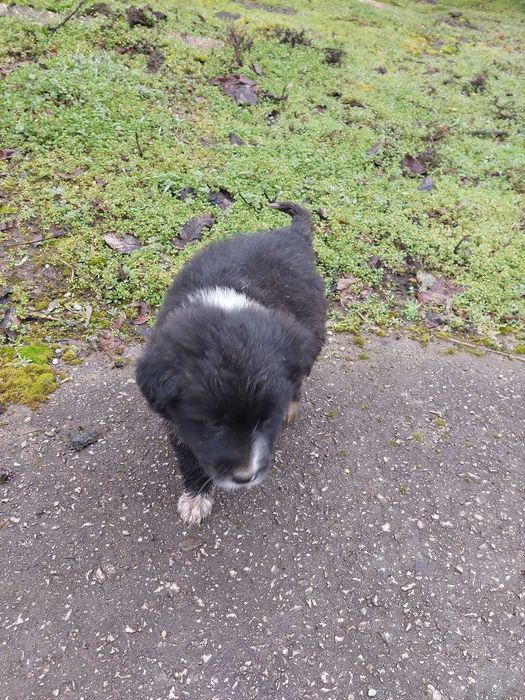 3 кученца търсят нов дом