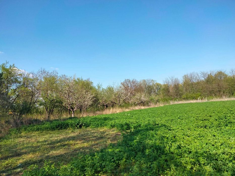 Casa cu 4500 mp teren in Prisacani