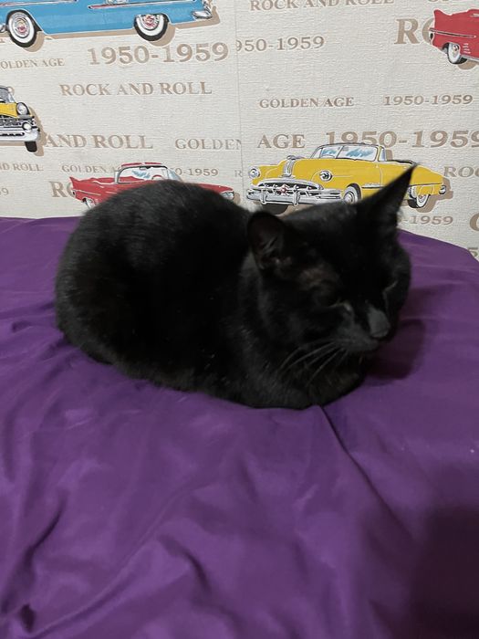 Отдам кошку в добрые руки