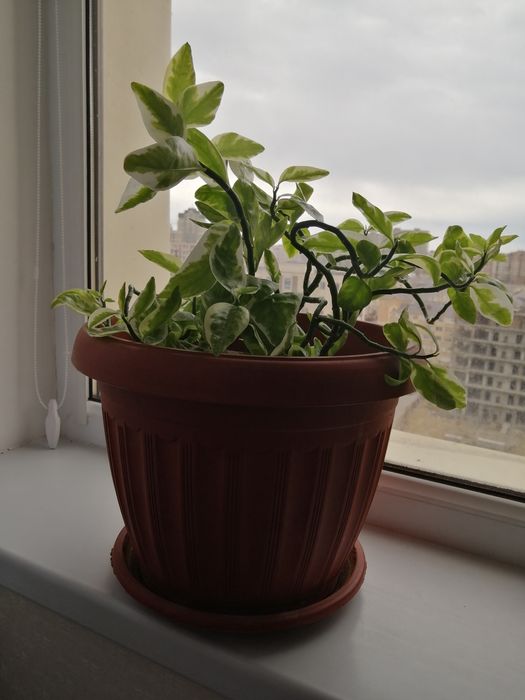 Продается комнатные растения 4500т