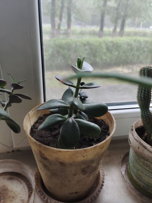 Денежное дерево, толстянка