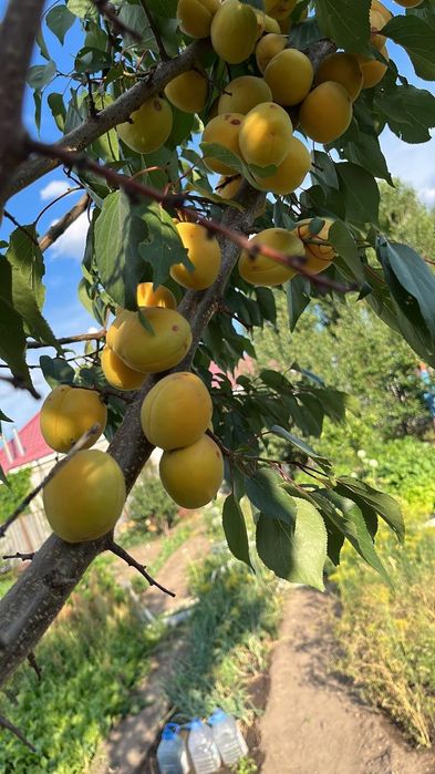 Продам дачный участок