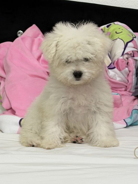 Bichon Frise de vânzare