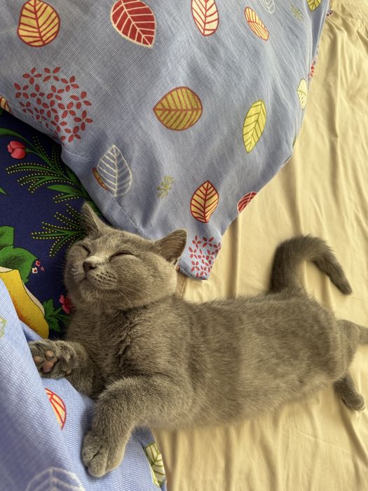 Скоттиш фолд котенок