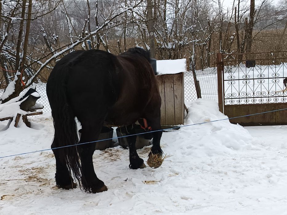 Vând două mânze frumoase de 3 ani și 3 ani jumătate