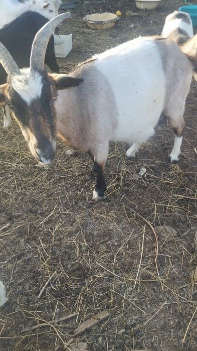 Продам дойных коз