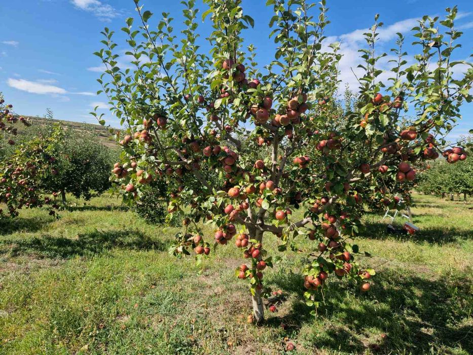 Овощни дръвчета Ябълки, Круши, Сливи, Дюли, Кайсии, Праскови