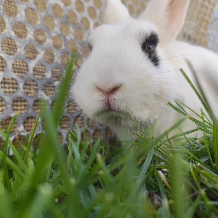 Взрослый карликовый кролик