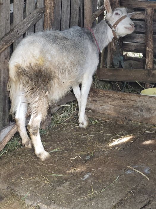 Capra și un tapusor
