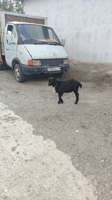 Орыс ешкілер 2буаз  егіз туады