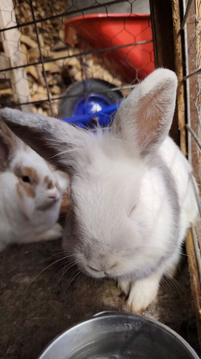 Vand iepurasi cap de leu