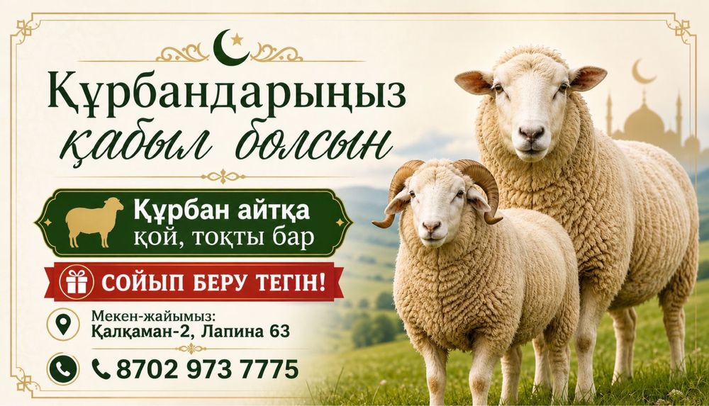 Қой баран тоқты СОЙЫП БЕРУ ТЕГІН