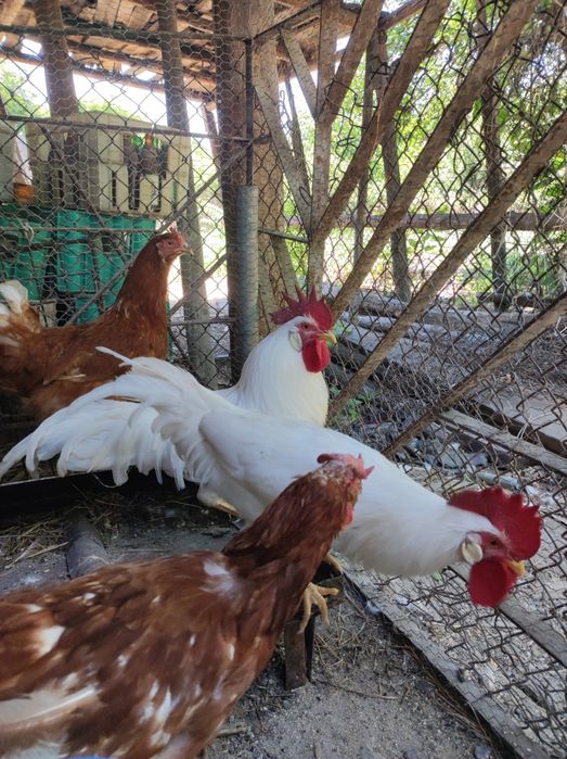 Петли петлета  и кокошки от стари български породи