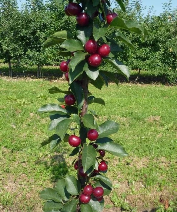 Pomi fructiferi columnari perfecti pt spatii restranse