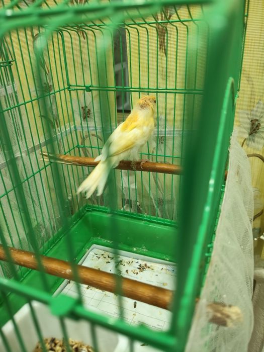Продам канарейку