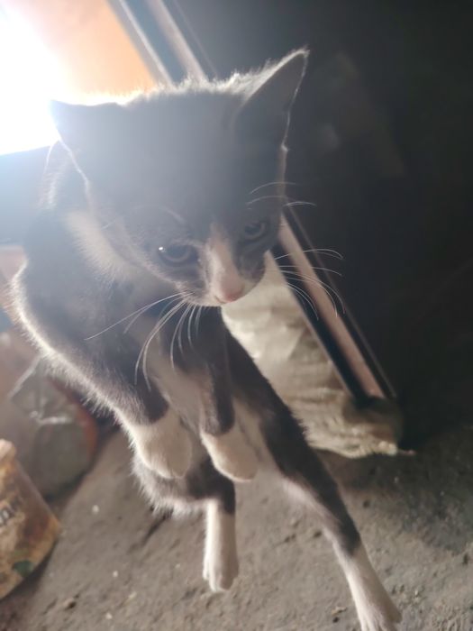 5 милых котят, продам
