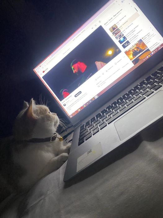 Мушук кошка пишак