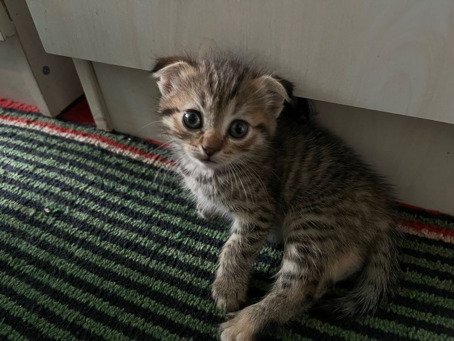 Вислоухие котята скоттиш фолд