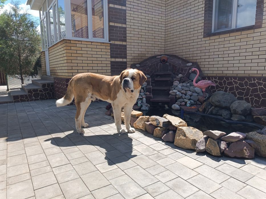 Сенбернар ( вязка ) ! Кобель, 5 лет.