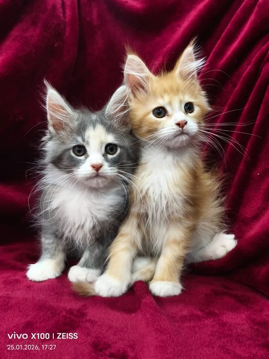 Продам котят мейн кун