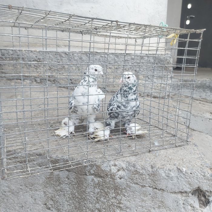 Челкар оба самец 1 гребля