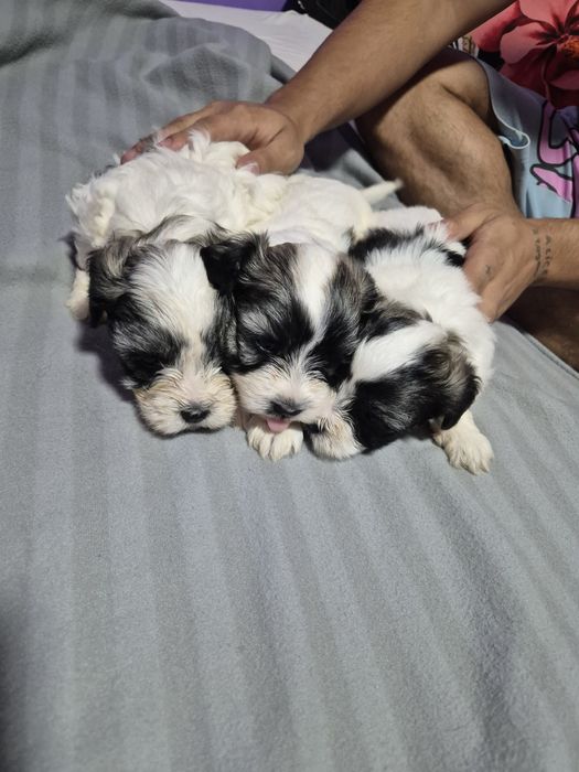 3 catei pufosi si prietenosi