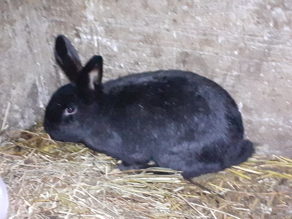 Iepuroaica de vinzare