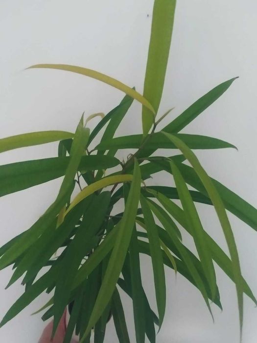 Фикус Али, посажен как бонсай