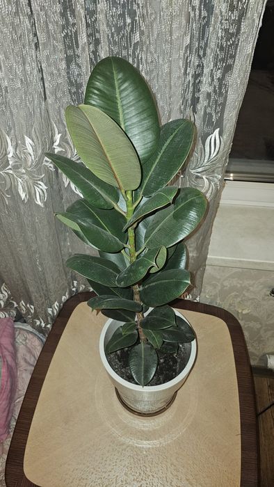 Продам цветок Фикус Робуста