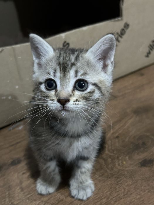 Продаю котят породистые