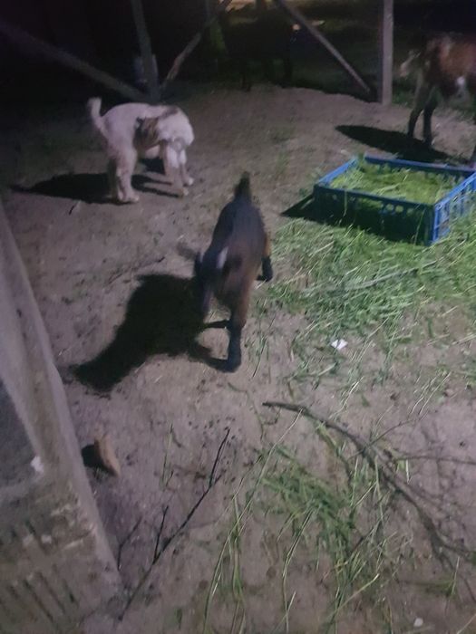 Vand țap alpin francez