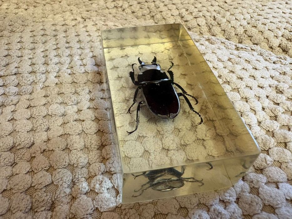 Продам набор насекомых в смоле.