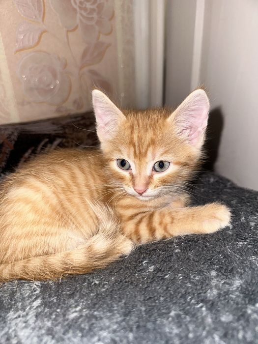 Отдам котят бесплатно