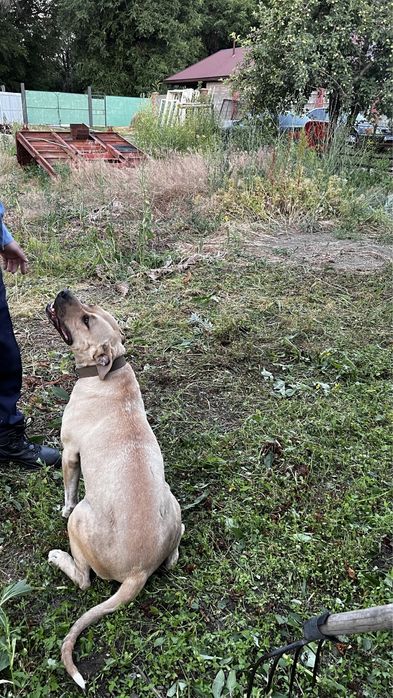 Американский стаффордширский терьер