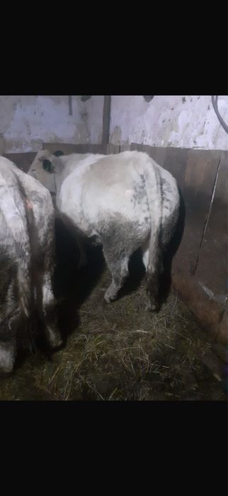 Vand tauras Albastru Belgian!!!