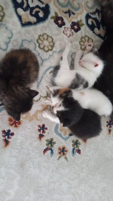 Продаеться котята