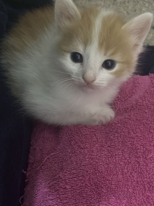 Котики в добрые руки