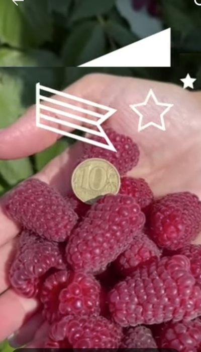 Малина палана нави