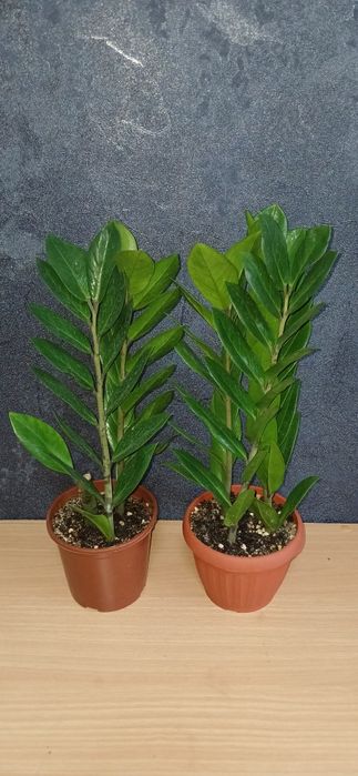 Комнатные растения от 2500