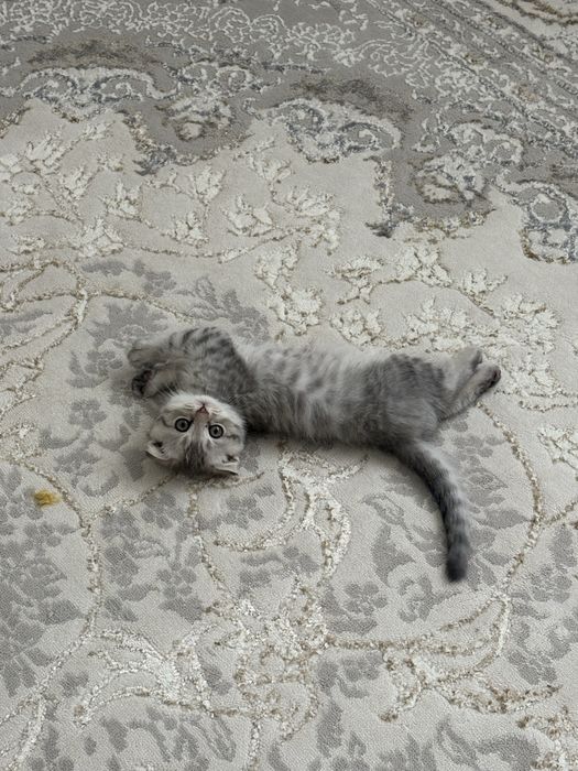 Продам мальенкого котёнка