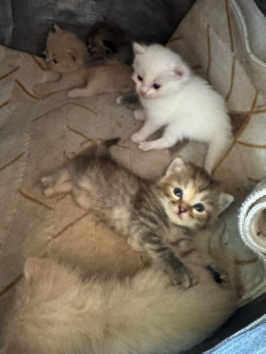 Котята ищут дом