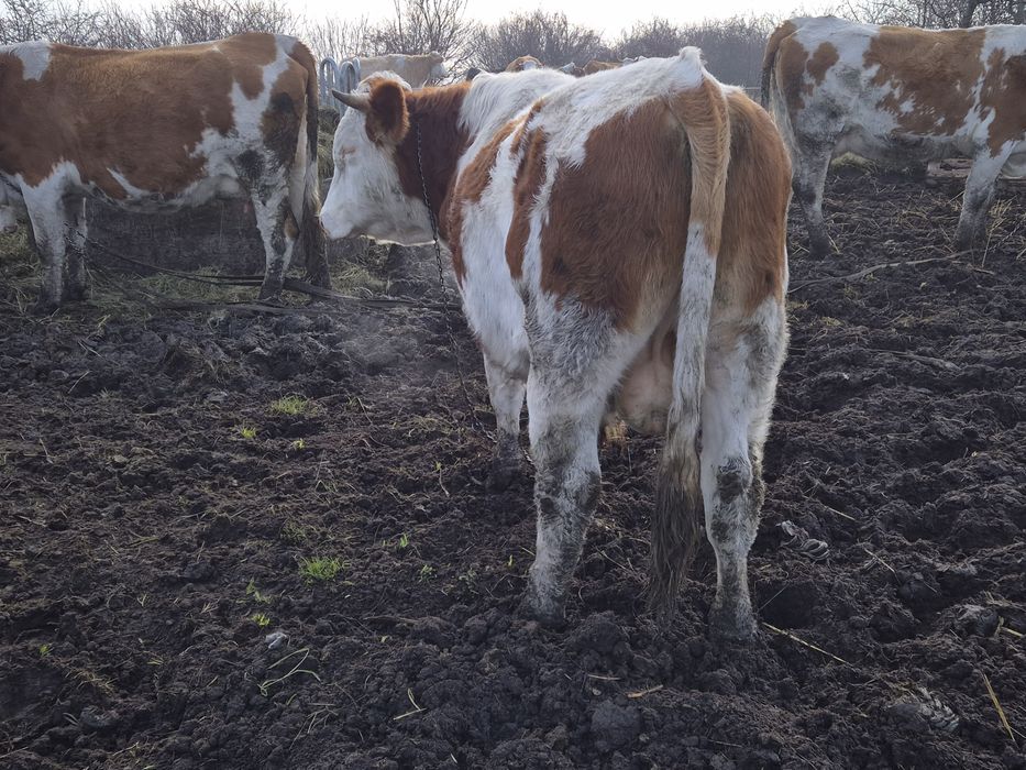 Vand sau schimb taur baltat