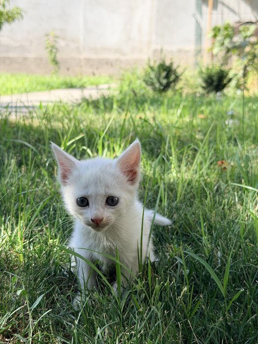 Котята в хорошие руки / Мушук болалари яхши кулларга
