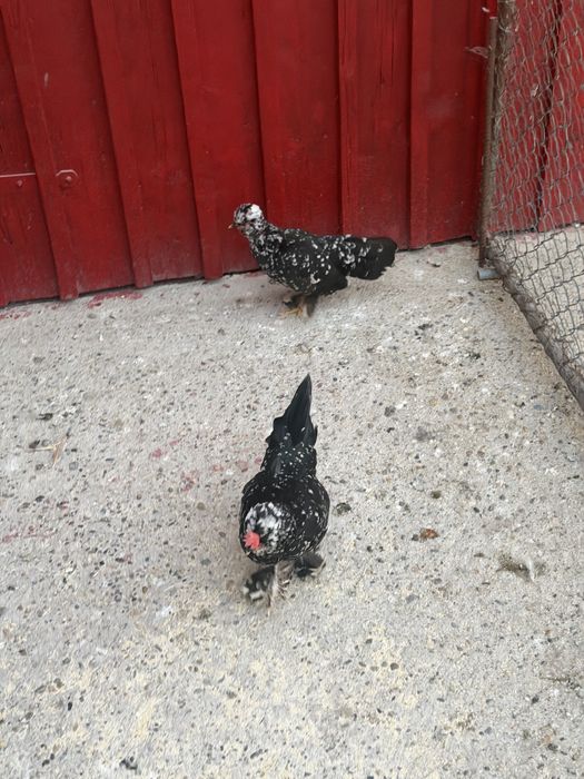 Găini și cocoși pitici , incalțați , moțați , barboși .