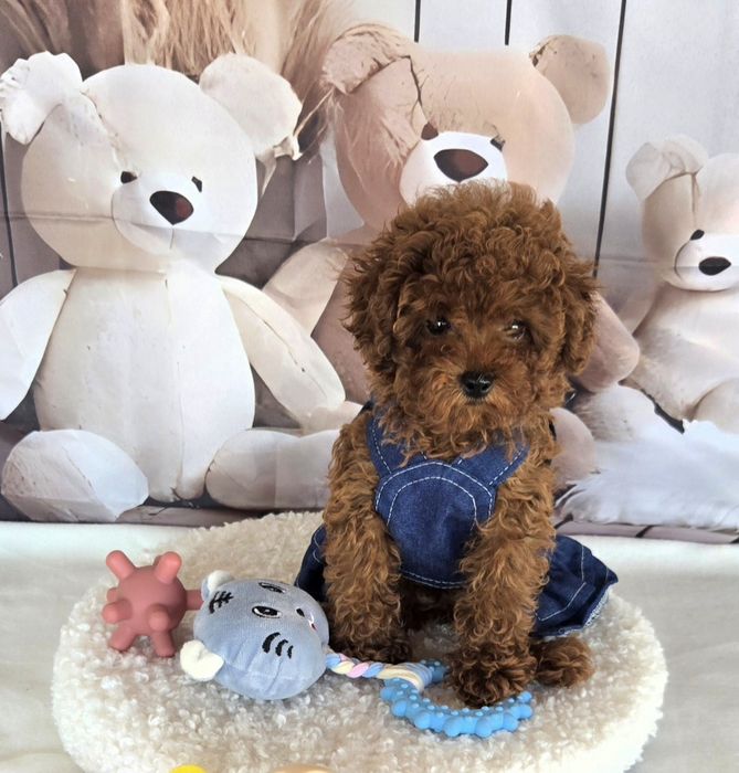 Пудел той/ пудел тийкъп с родословие