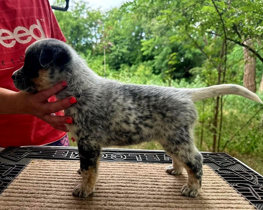 Australian Cattle Dog - mascul