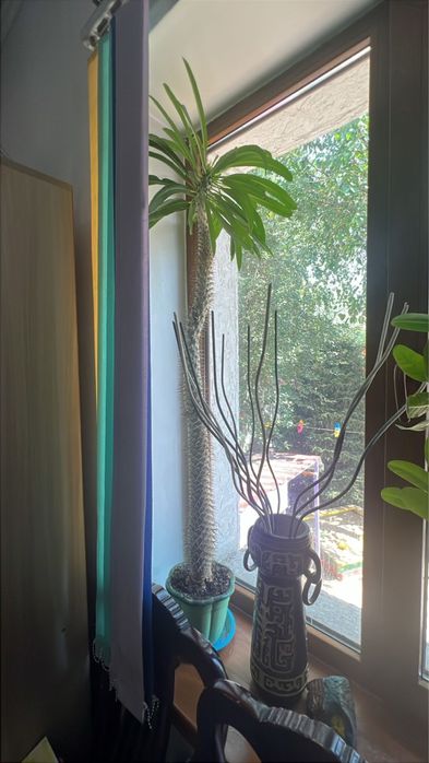 Большие растения для офиса. Похиподиум.Драцена. Молочай