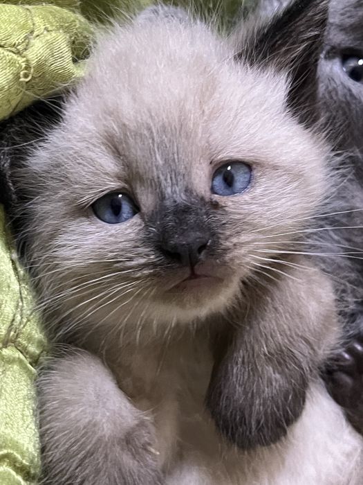 Продам очень красивых котят!